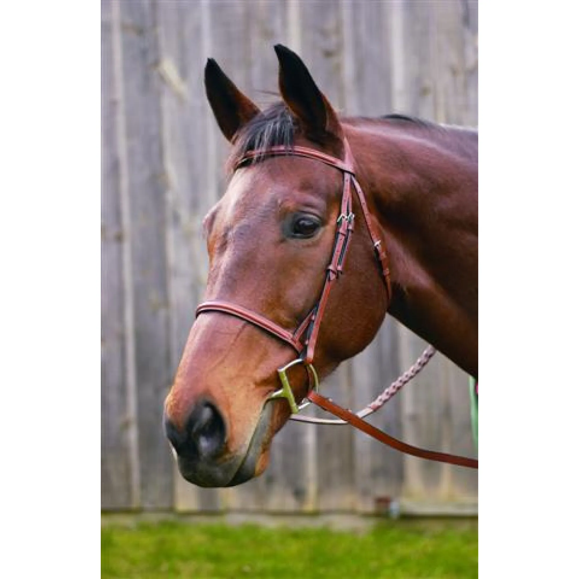 HDR Advantage Plain Raised Bridle with Reins   Free Name Tag