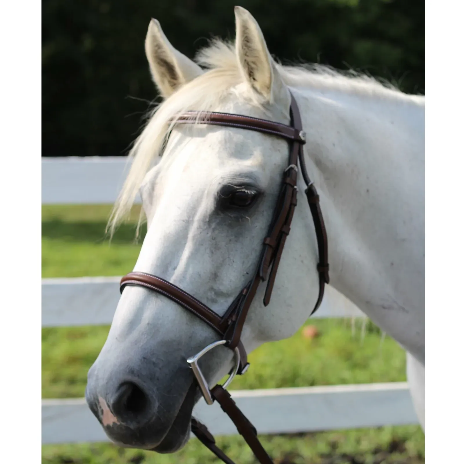HDR Advantage Plain Raised Bridle with Reins   Free Name Tag