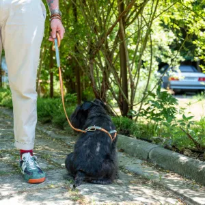 Nubuck Celestial Leash
