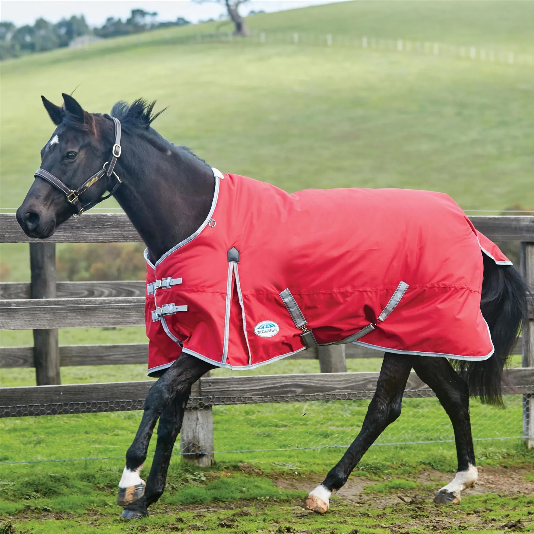 Weatherbeeta Comfitec Classic Standard Neck Lite